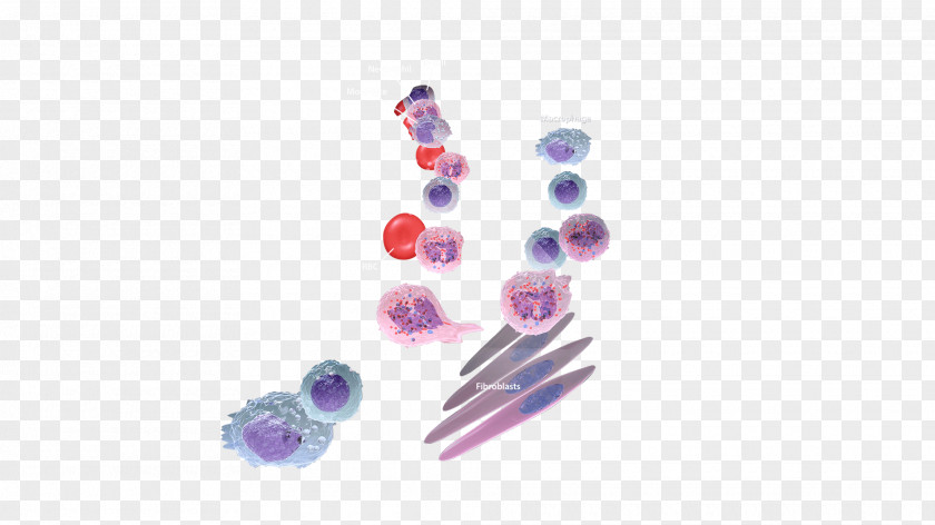 Inflammation Immune System Immunity Tissue Human Body PNG