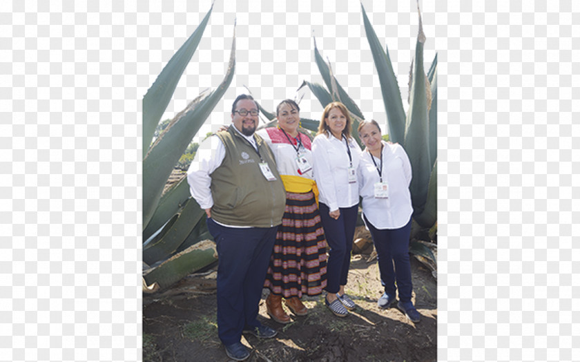 Maguey Culinary Tourism Tlaxcaltec El Sol De Tlaxcala Agave PNG