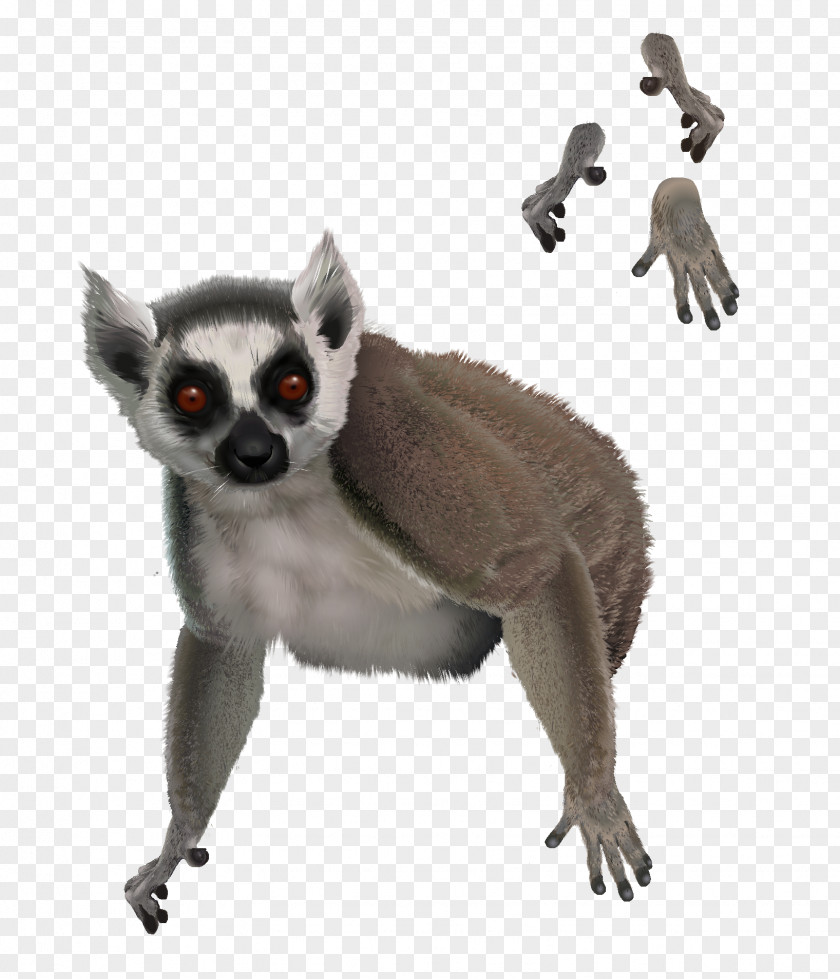 Tail Lemur Primate Drawing Dog Animal PNG