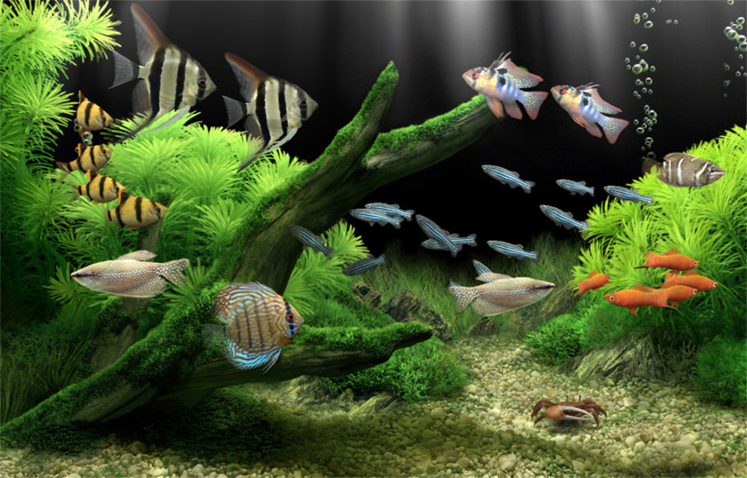 Aquarium Dream Screensaver Desktop Wallpaper Aquariums PNG