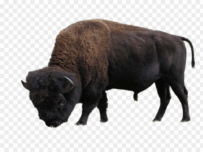 Bison Elk Island National Park Wood Buffalo American PNG