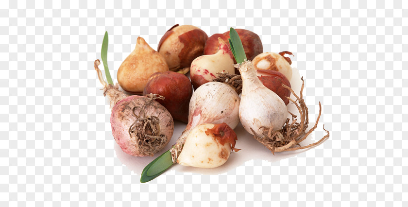 Kitchen Onion Garnish Netherlands Tulip Bulb Forxe7age Flower PNG