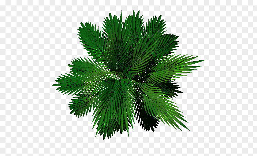Palm Leaf Texture Trees Evergreen Pine PNG