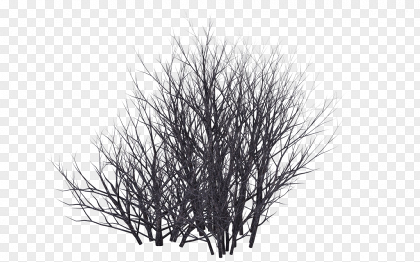 Snow Tree Shrub PNG