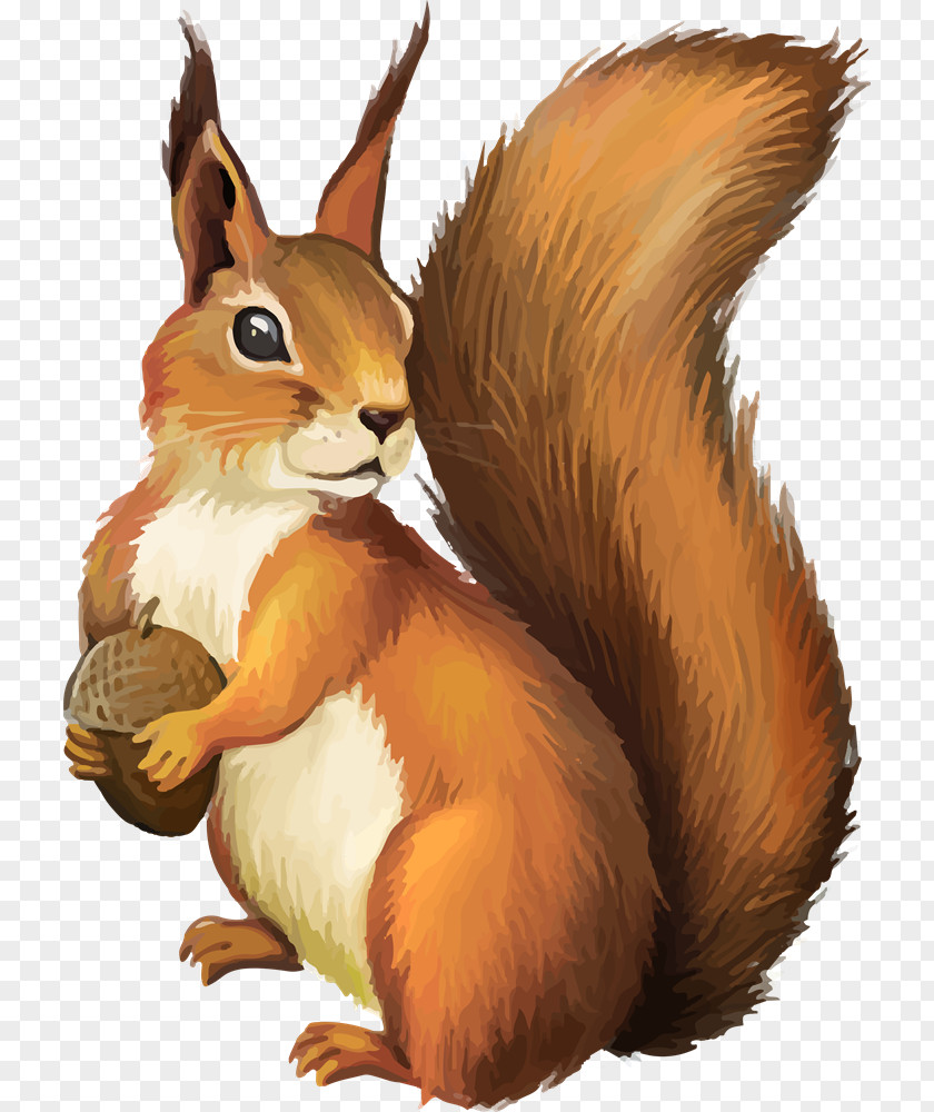 Squirrel Chipmunk Clip Art PNG