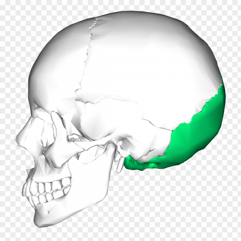 Bony Temporal Bone Occipital Skull Lobe PNG