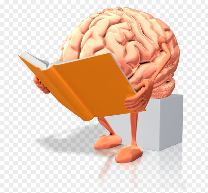 Brain Human Dyslexia Reading Rules PNG