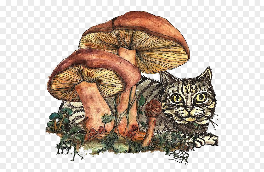 Retro Mushrooms Cat Kitten Felidae Printmaking Illustration PNG