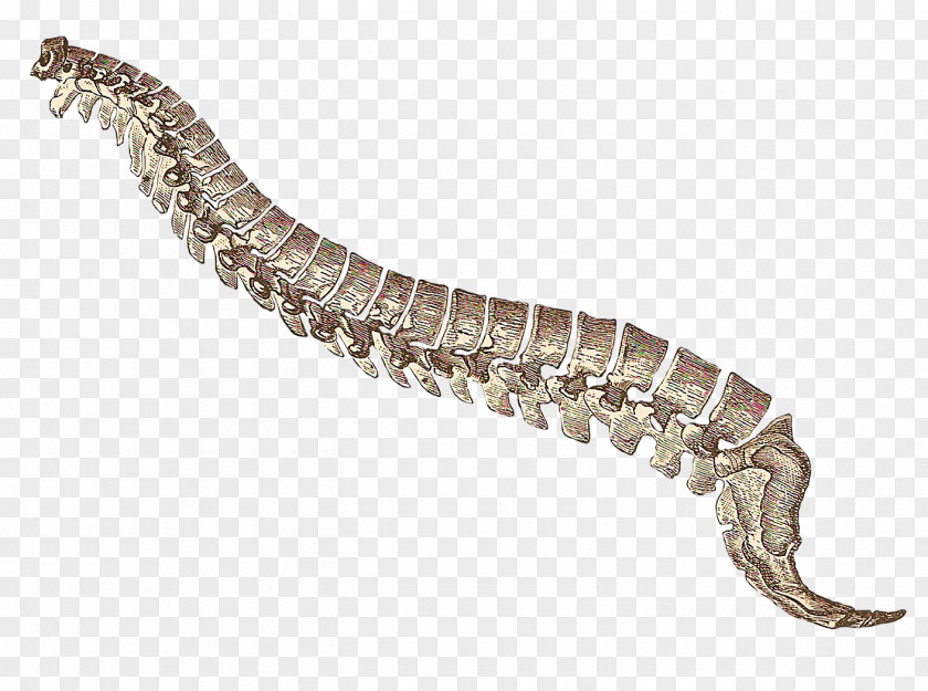 Snake Skeleton Illustration Clip Art Circular Saw Tool Knife PNG