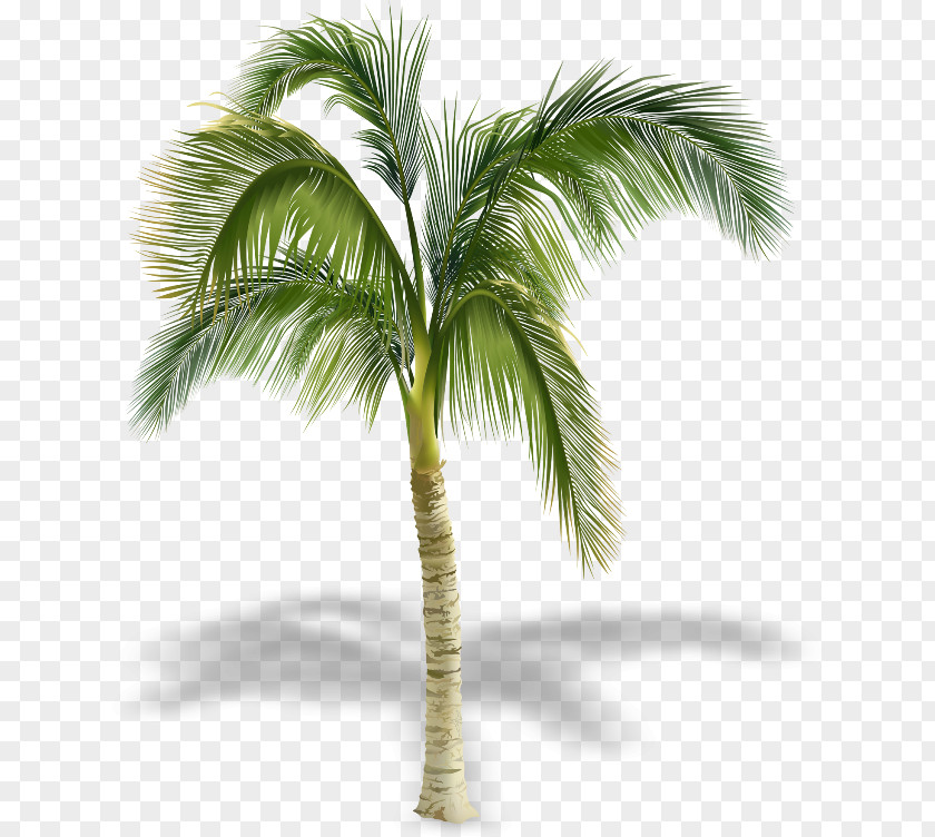 Tree Arecaceae Clip Art PNG