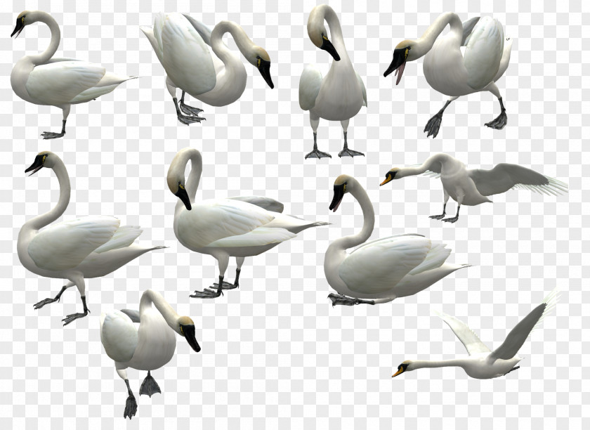 3D White Swan Flying Pattern Mute Bird PNG