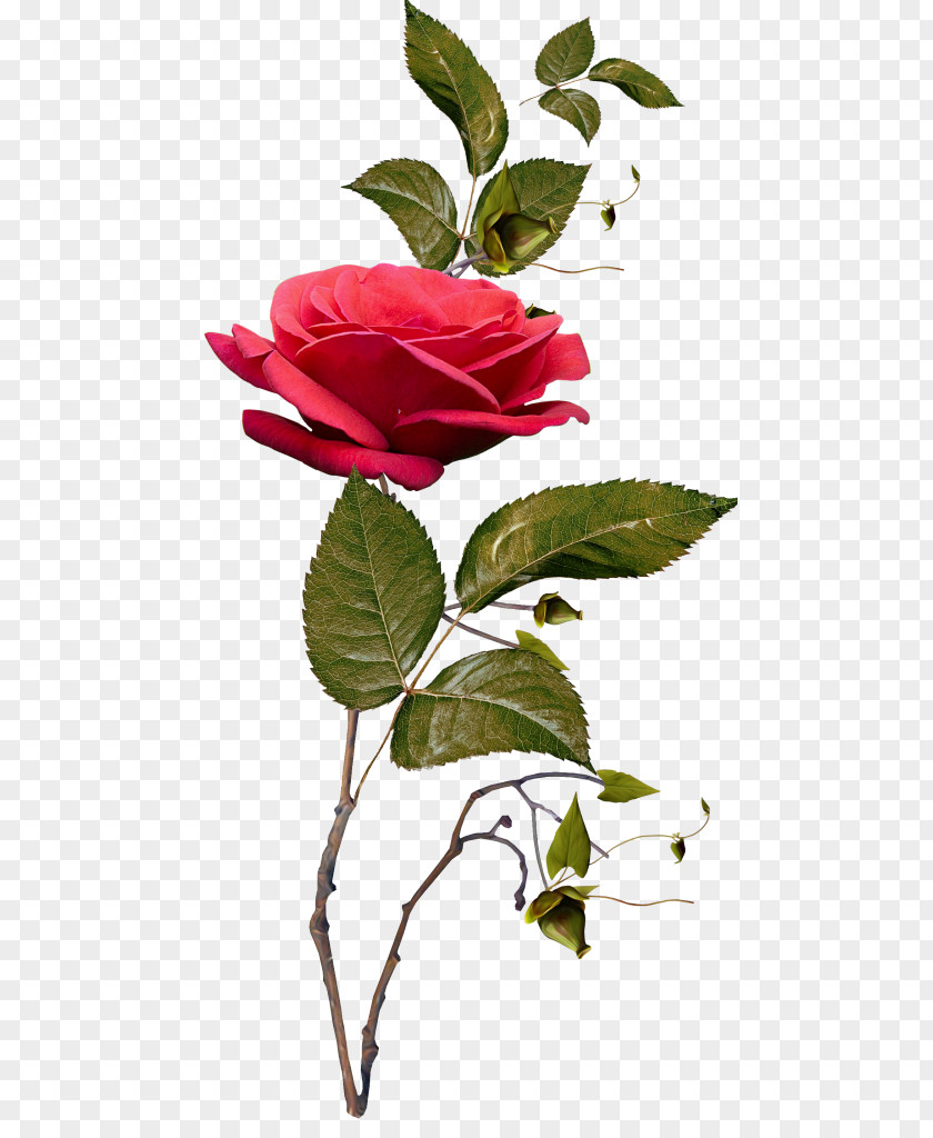 Flower Garden Roses PNG