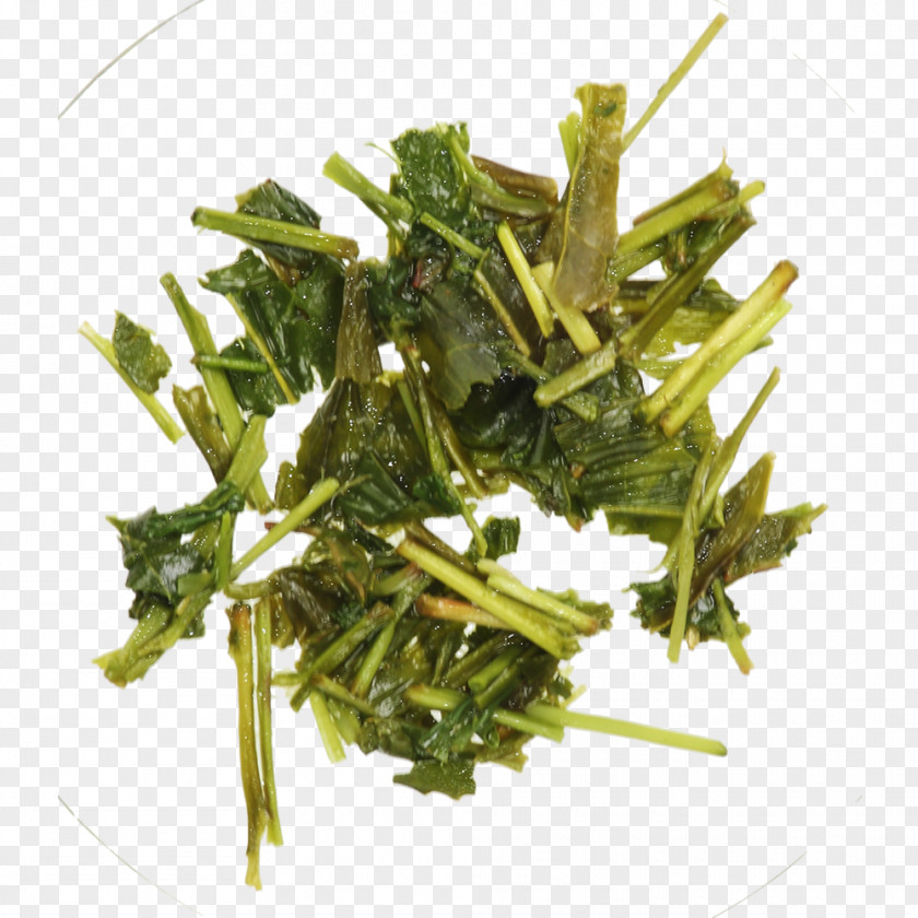 Japan Tea Spring Greens Brit + Co Houseplant Rapini PNG