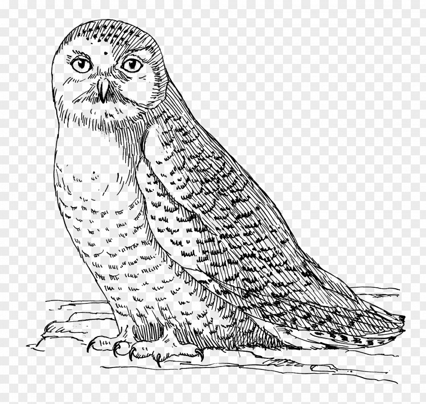 Owl Great Horned Bird Parrot Barn PNG