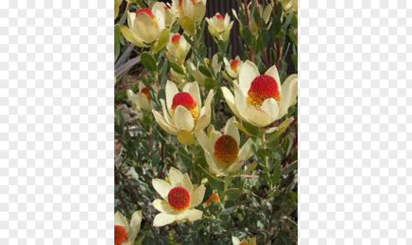 Plant Ornamental Shrubs Conebushes Flowering PNG
