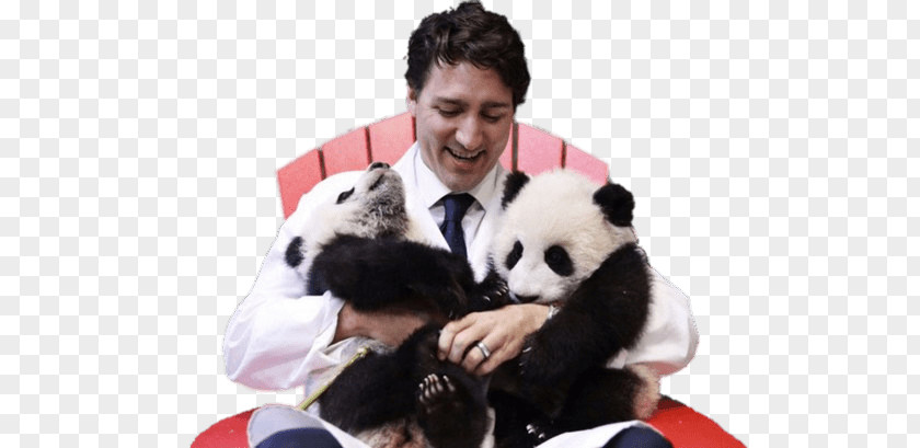 United States Toronto Zoo Justin Trudeau Giant Panda Prime Minister Of Canada Jia Yueyue And Panpan PNG