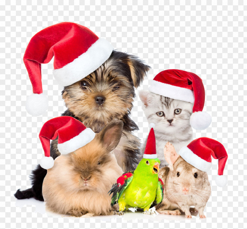 A Bunch Of Kids Animal Kingdom Chihuahua Golden Retriever Labrador Puppy Santa Claus PNG