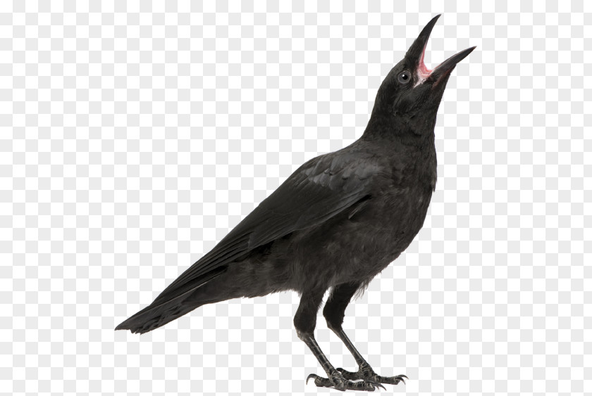 Bird Carrion Crow Rook Common Raven PNG
