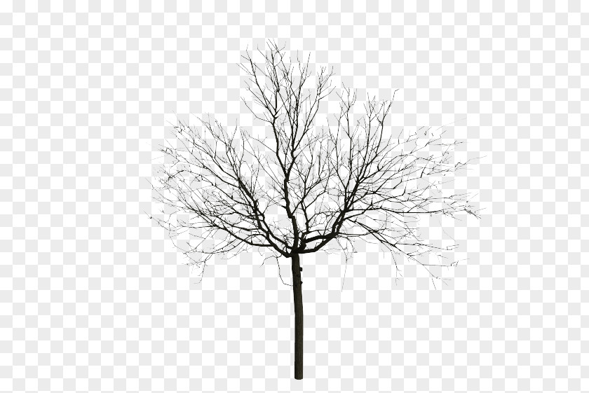 Black Tree Drawing Sketch PNG