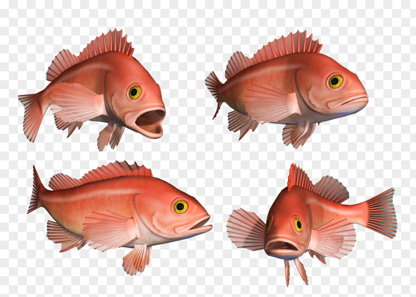 Fish Northern Red Snapper Goldfish Coral Reef Marine Biology PNG