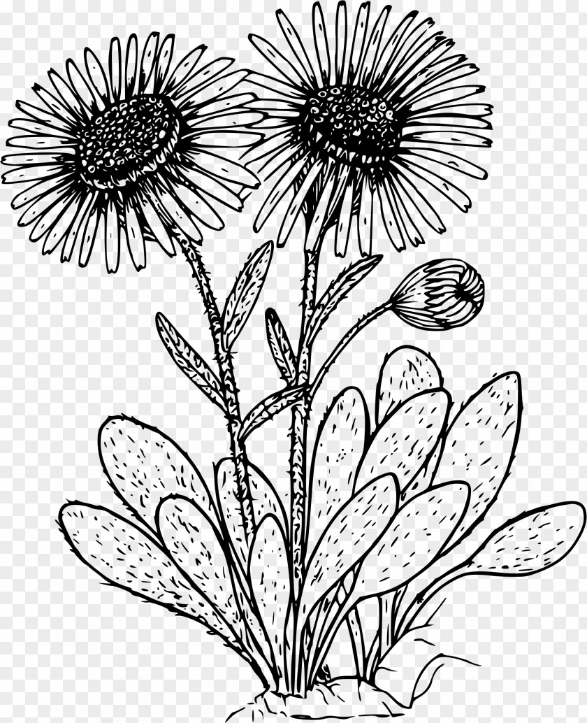 Flower Drawing Common Daisy Clip Art PNG