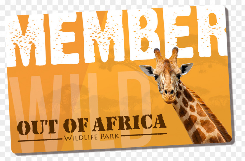 Giraffe Zoo Font Brand Printing PNG