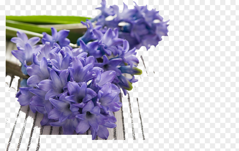 Lavender Bouquet Hyacinthus Orientalis Hyacinthaceae Narcissus Tazetta Pseudonarcissus Bulb PNG
