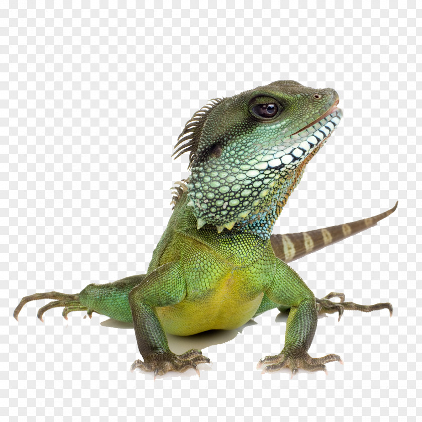 The Bulk Of Lizard Reptile Chameleons Green Iguana Chinese Water Dragon PNG