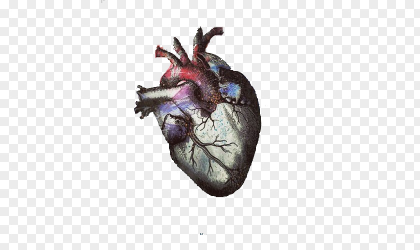 Anatomical Sign Drawing Heart Image Sketch PNG
