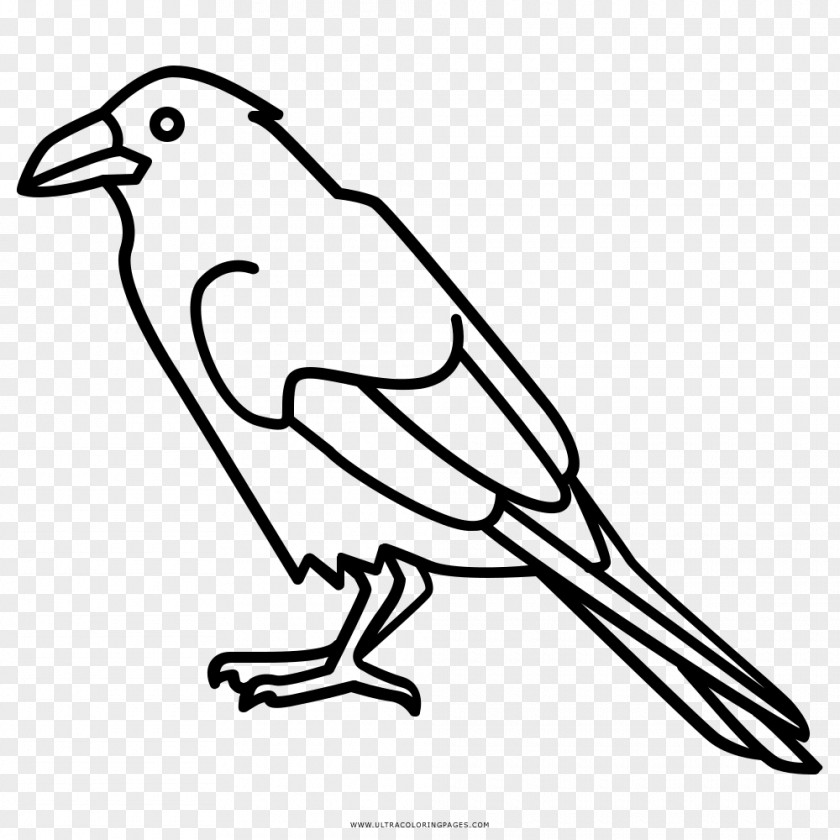 Bird Coloring Book Common Raven Drawing Songbird PNG