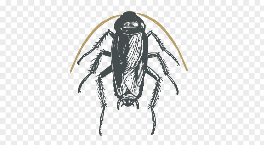 Cockroach American Oriental Illustration German PNG