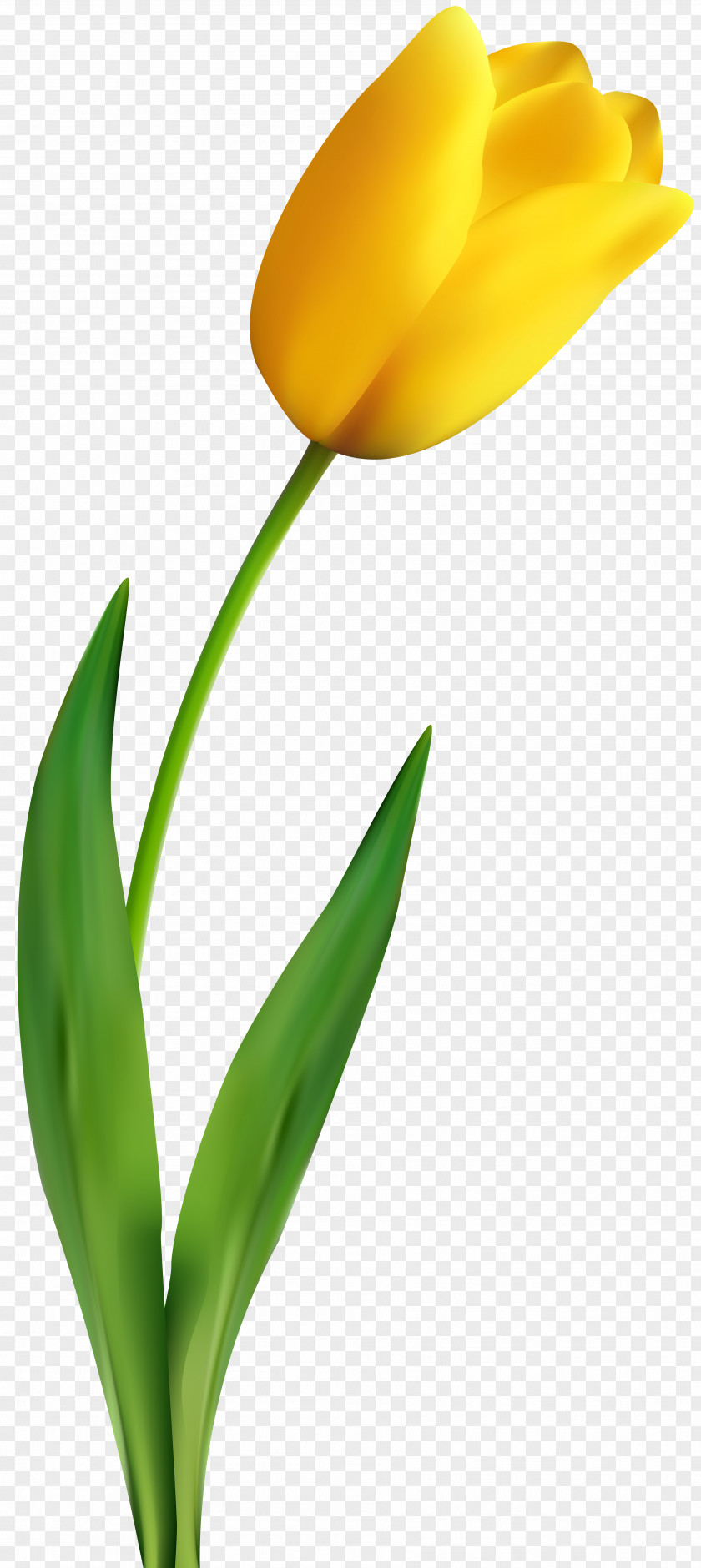 Tulip Material Flower Yellow Clip Art PNG