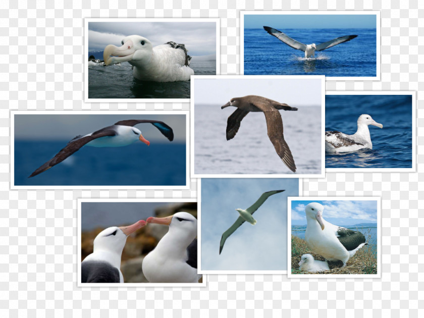 Albatross Seabird Gulls Wandering PNG