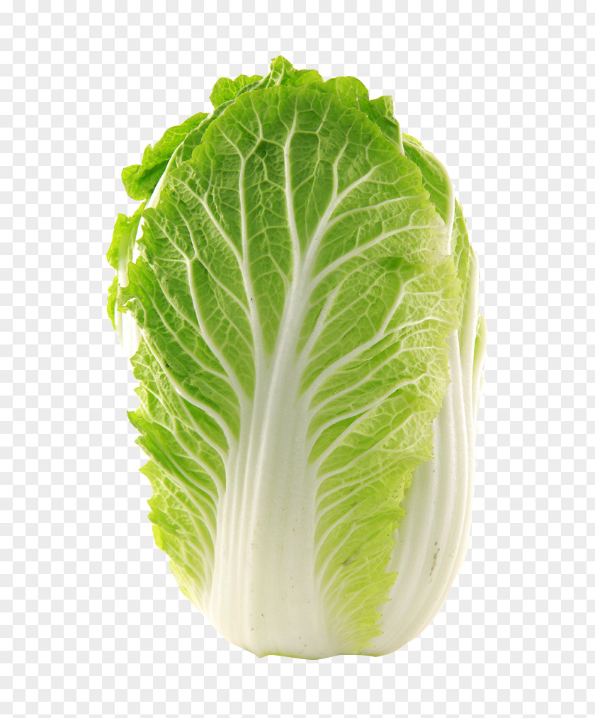 Cabbage Napa Vegetable Chinese Glebionis Coronaria Seed PNG