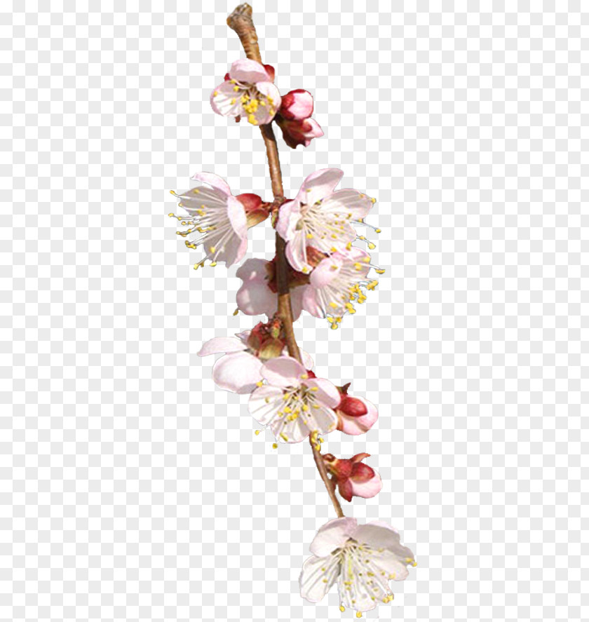 Flower Cut Flowers Floral Design Spring Plant Stem PNG