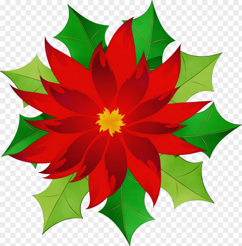 Holly Poinsettia PNG