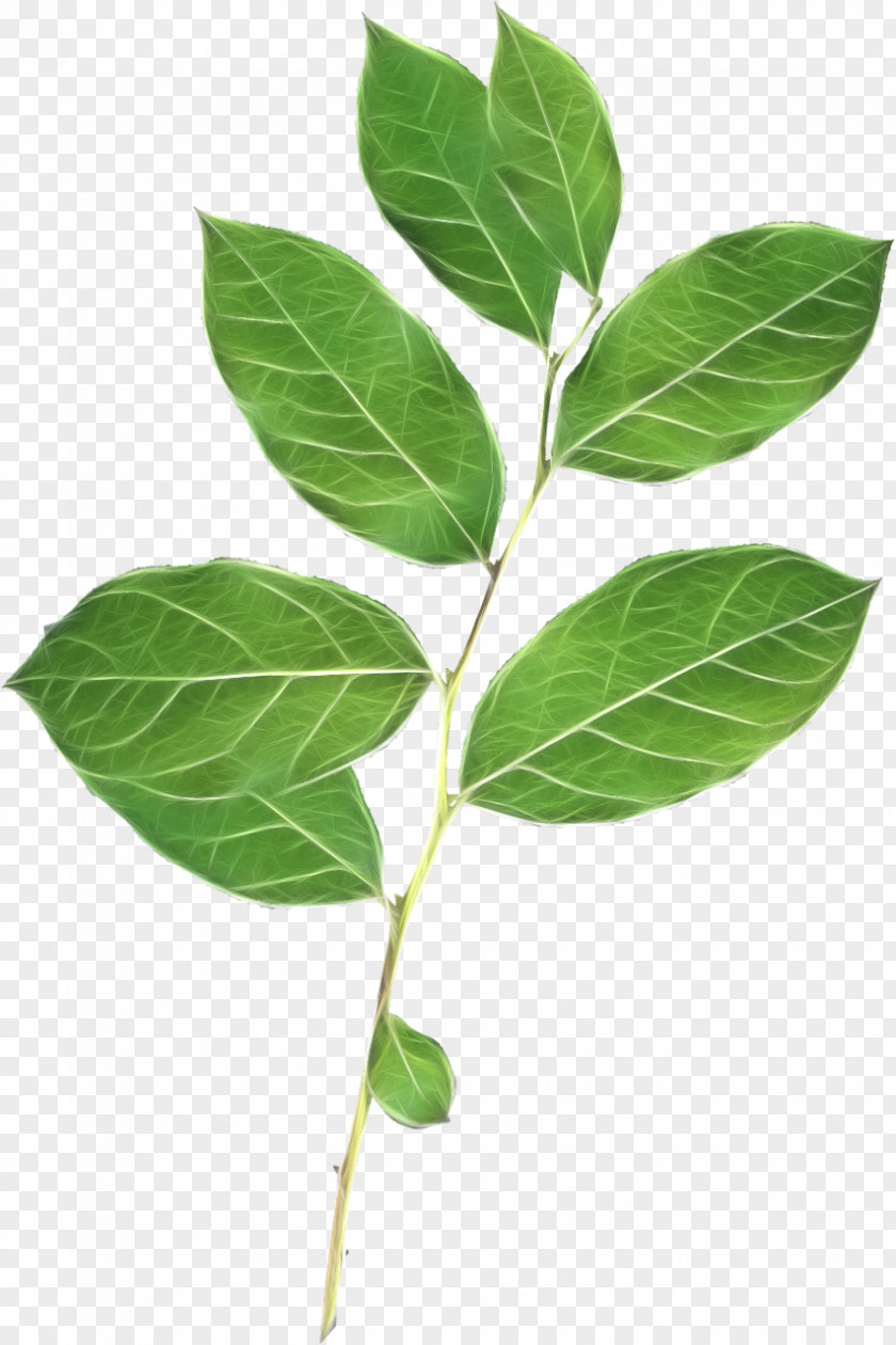 Leaf Branch Desktop Wallpaper Clip Art PNG