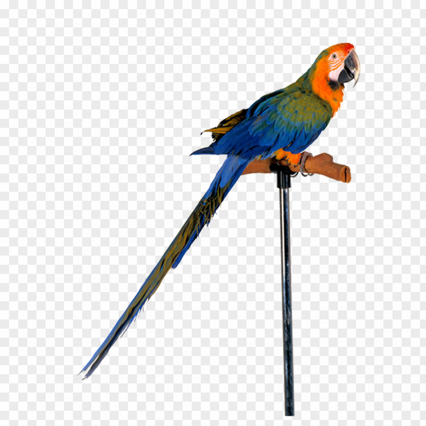 Parrot Amazon Bird Cockatiel Toy PNG