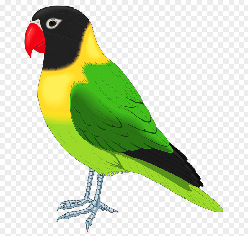 Parrot Lovebird Budgerigar Cockatiel PNG