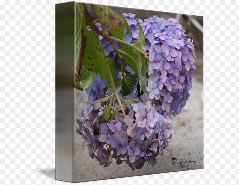 Hydrangea Lilac Lavender Violet Purple PNG
