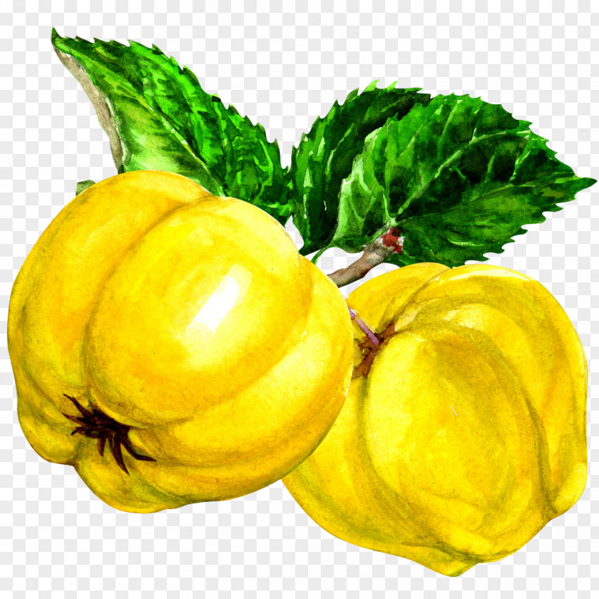 Gold Painted Yellow Melon Pattypan Squash Quince Fruit Auglis PNG