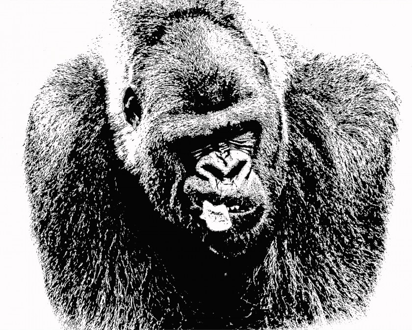 Gorilla Common Chimpanzee Primate Western Lowland Drawing PNG