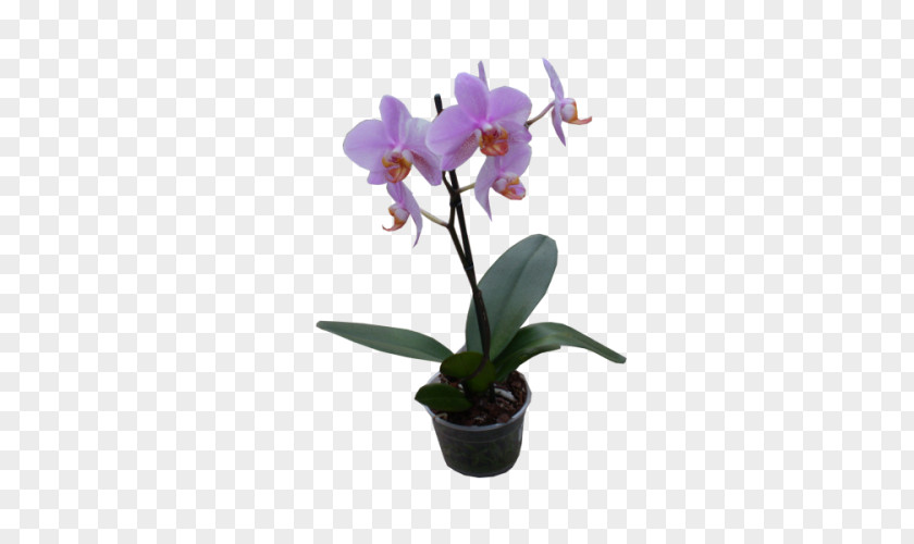 Orchidea Phalaenopsis Equestris Crimson Cattleya Dendrobium Flowerpot Orchids PNG