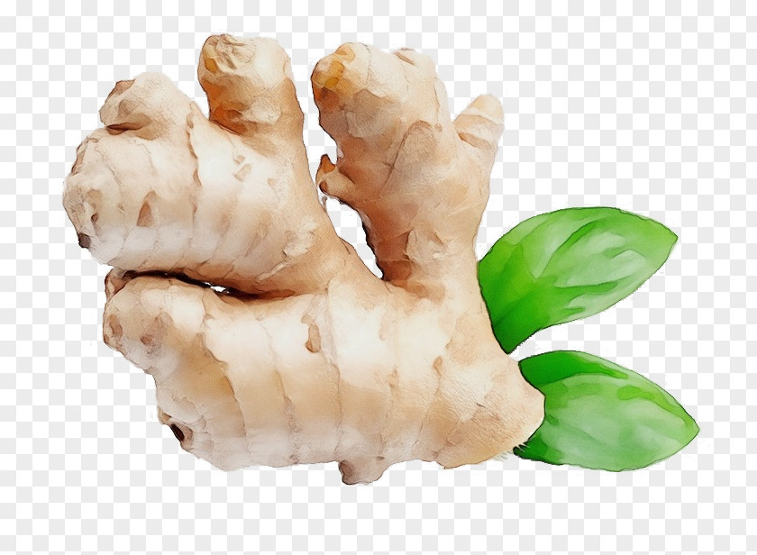 Root Vegetables Galangal Tuber Ingredient PNG
