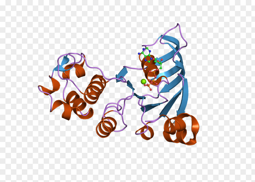 ABCC1 Food Multiple Drug Resistance Clip Art PNG