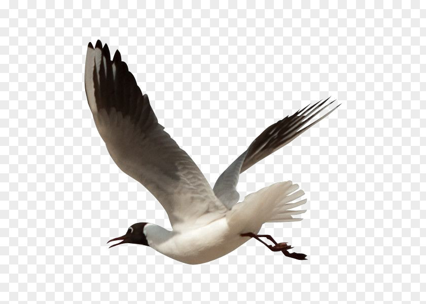 Bird Gulls PNG