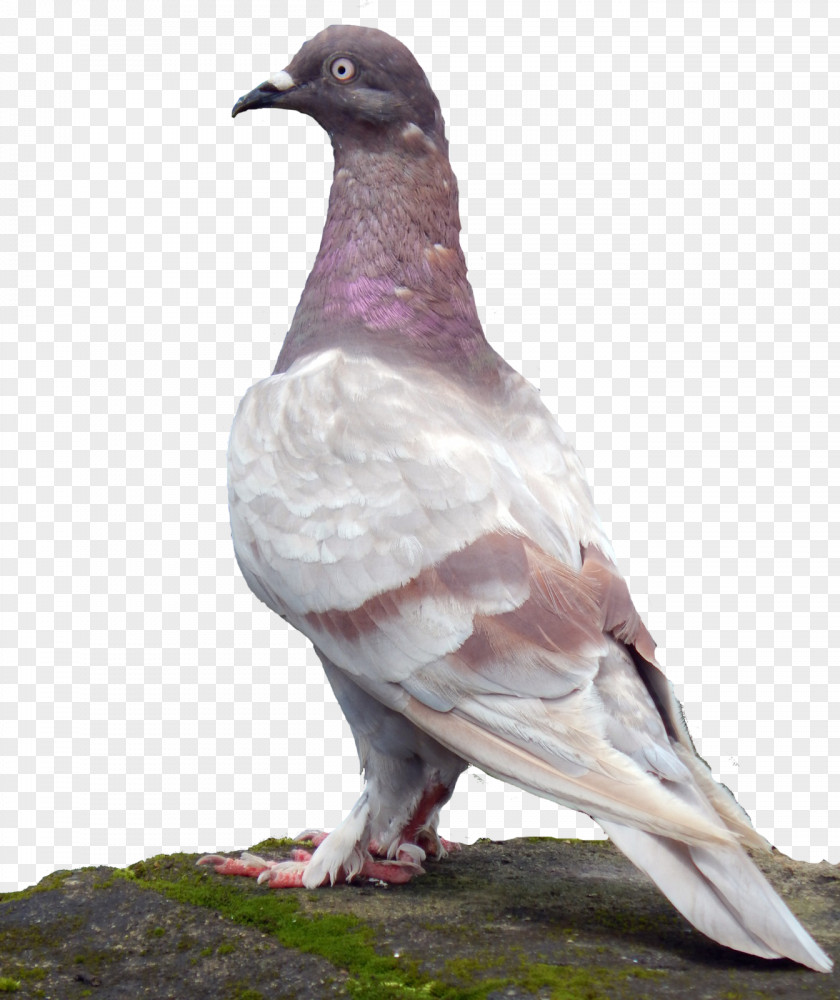 Bird Rock Dove Stock Columbidae Common Wood Pigeon PNG