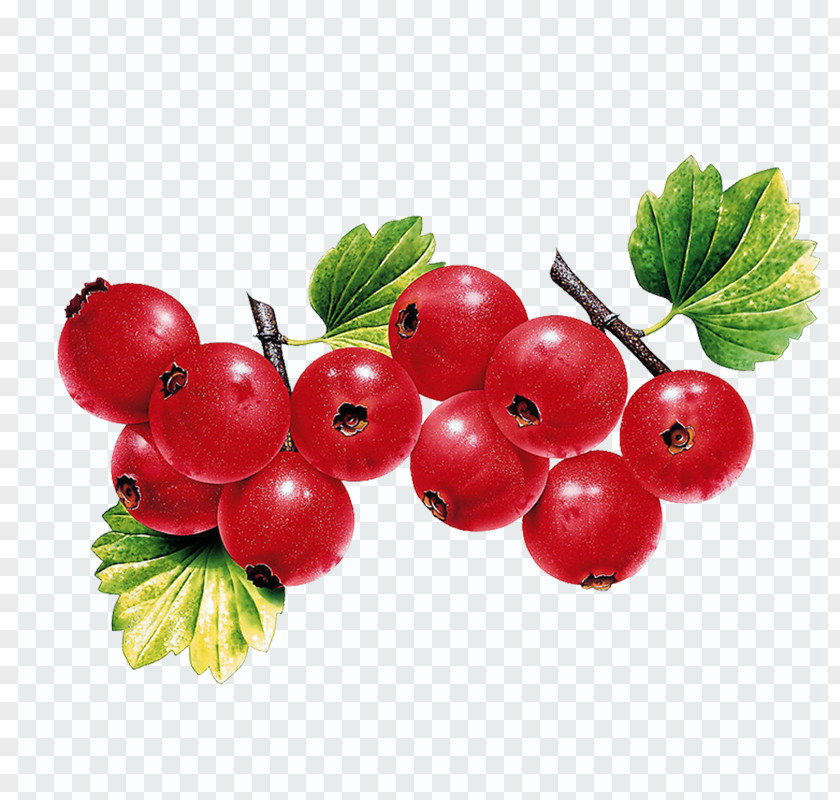 Cherry Berry Fruit Leaf Vegetable Illustration PNG