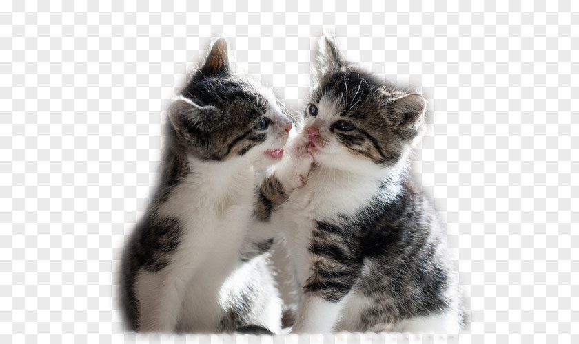 Kitten Maine Coon Cuteness Puppy Desktop Wallpaper PNG