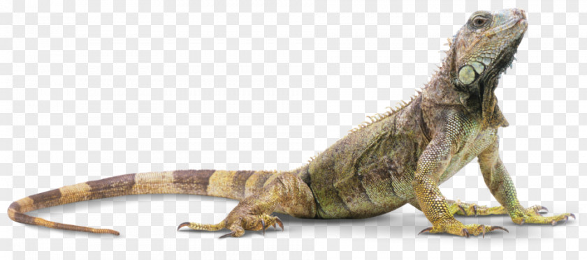 Lizard Reptile Amphibian Snake Turtle PNG